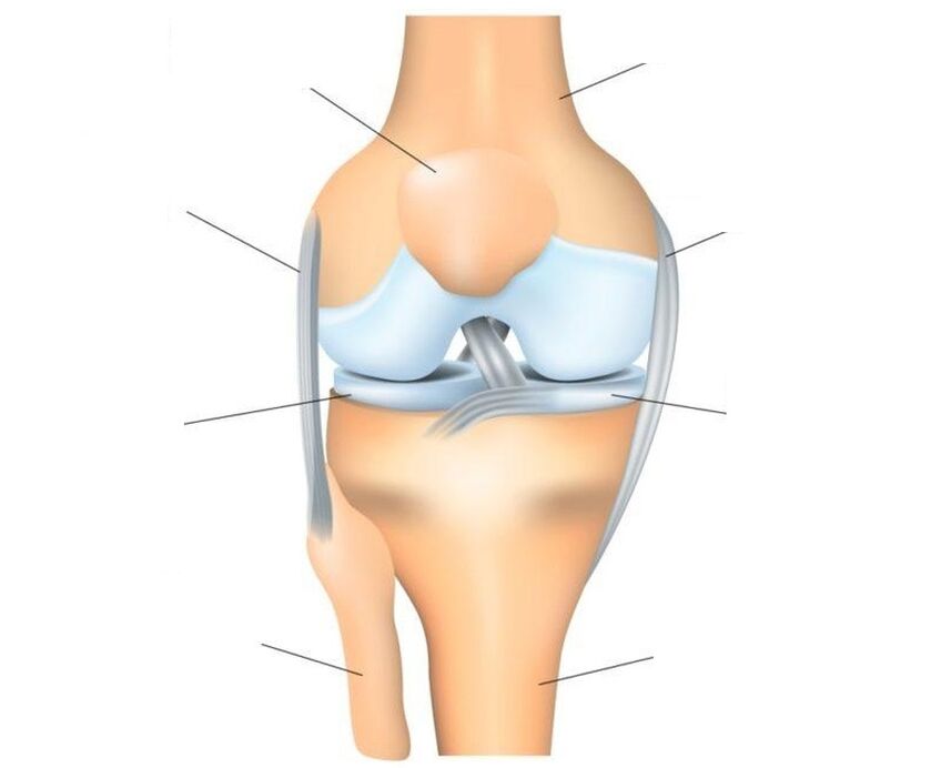 δομή της άρθρωσης του γόνατος